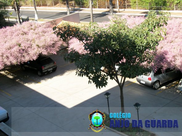 Caramanchões floridos : um show da natureza, no seu esplendor e simplicidade!