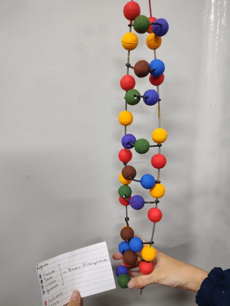 Alunos dos 9ºs anos aprendem sobre estrutura do DNA de forma lúdica
